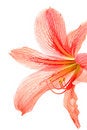 Free Red Lily Royalty Free Stock Photos - 8744048