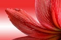 Free Red Lily Royalty Free Stock Photography - 8744077
