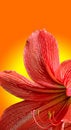 Free Red Lily Royalty Free Stock Photo - 8744105