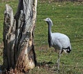 Free Bird Animal Crane Stock Images - 8759214