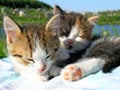 Free Little Kitten Sleep Royalty Free Stock Photos - 8759228