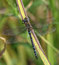 Free Migrant Hawker Male - Aeshna Mixta Royalty Free Stock Photos - 8754228