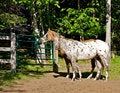 Free Farm Horses Royalty Free Stock Image - 8761046