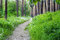 Free Empty Hiking Trail With Green Grass And Trees Stock Images - 8761024