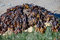 Free Kelp And Seaweed Royalty Free Stock Image - 8764156