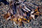 Free Kelp And Seaweed Royalty Free Stock Images - 8764159