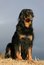 Free Hairy Dog Stock Photo - 8768000