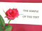 Free Rose Royalty Free Stock Image - 8777526