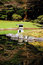 Free Japanese Garden Stock Photography - 8786282