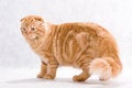 Free Cat Breed Highland Fold Royalty Free Stock Photos - 8793048