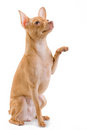 Free Toy-terrier. Stock Image - 8793071