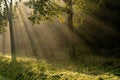 Free Trees In Backlight Royalty Free Stock Images - 8799939