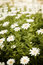 Free Field Of Daisies Royalty Free Stock Image - 8792076