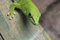 Free Gecko Close Up Stock Photos - 8792383