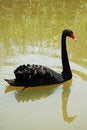 Free Black Swan Stock Images - 880044