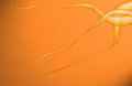Free Orange Flames Stock Photo - 881140