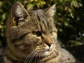 Free Unique English Cat Stock Photo - 881240