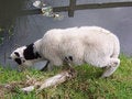 Free Brave Lamb Royalty Free Stock Images - 883289