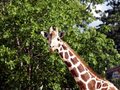 Free Giraffe Royalty Free Stock Images - 885019
