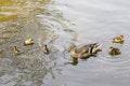 Free Single Mother Royalty Free Stock Photography - 887587