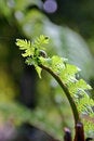 Free Fern With Spider Web Stock Photos - 888553