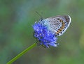 Free Blue Butterfly On Blue Flower Royalty Free Stock Photography - 888867