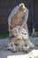 Free Shearing Sheep I Stock Photos - 885013