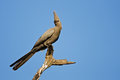 Free Go Away Bird Stock Images - 8802704