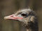 Free Dirty Ostrich Portrait Stock Image - 8809371