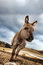 Free Curious Little Donkey Royalty Free Stock Photo - 8809695