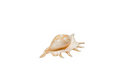 Free Marine Shell Royalty Free Stock Photos - 8819008