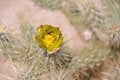 Free Cholla Cactus Bloom Stock Photos - 8819873