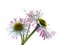 Free Three Daisy Flowers Royalty Free Stock Image - 8812696