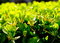 Free Chinese Ilex Leaf Royalty Free Stock Photography - 8812727