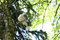 Free Dove Holds A Branch Stock Photography - 8815182