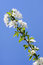 Free Cherry Blossoms Royalty Free Stock Image - 8815446