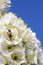Free Cherry Blossoms Royalty Free Stock Photo - 8816595