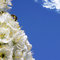 Free Cherry Blossoms Royalty Free Stock Photo - 8816645