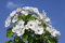 Free Pear Blossoms Stock Photos - 8817013