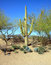Free Saguaro Cactus Royalty Free Stock Photos - 8821758