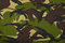 Free Camouflage Stock Photo - 8821940