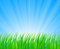 Free Lush Grass. Royalty Free Stock Photos - 8825128