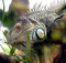 Free Green Iguana 10 Royalty Free Stock Image - 8826396