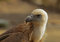 Free Eagle Portrait Royalty Free Stock Photography - 8830297