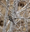 Free Female Red-winged Blackbird Royalty Free Stock Images - 8836419