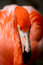 Free Red Flamingo In A Park In Florida Stock Image - 8838241
