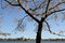 Free Cherry Blossom In Washington Royalty Free Stock Photo - 8839755