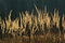 Free Natural Grass Background Royalty Free Stock Images - 8842139