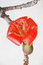 Free The Close Up Kapok Flower Stock Photo - 8849540