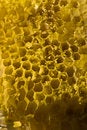 Free Honey In The Comb Royalty Free Stock Photo - 8854665